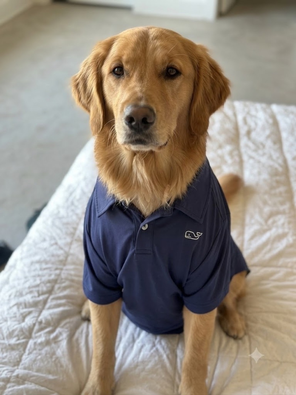 NWT Vineyard Vines Pet Solid Polo In Nautical Navy XXL